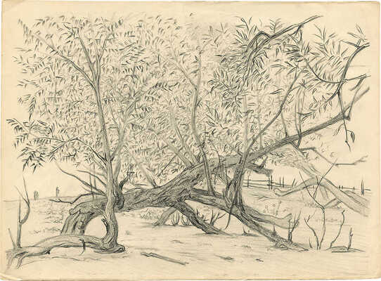 Тарханов Михаил Михайлович. Верба 